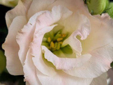 Siyah arka planda güzel bir mutluluk.