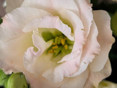 Siyah arka planda güzel bir mutluluk.