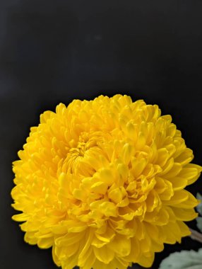 güzel kasımpatı çiçekleri yakın görünüm, yaz konsepti 