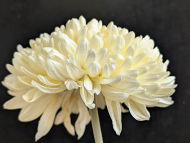 Güzel kasımpatı çiçeğinin, doğal duvar kağıdının yakın görüntüsü              