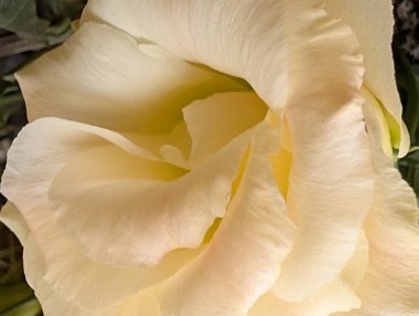 Nazik beyaz gül yaprağının yakın çekimi