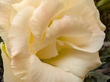 Doğal ışıkta yumuşak beyaz gül yapraklarının yakınlaşması