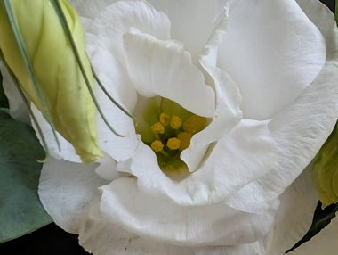 Siyah arka planda güzel bir mutluluk.