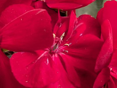 Doğal güneş ışığında açan canlı kırmızı çiçek yaprakları.