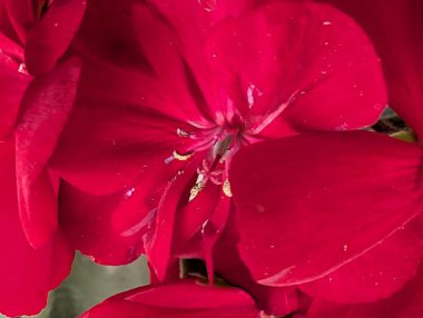 Güzel, narin çiçeklerin, doğal duvar kağıtlarının manzarasını kapat.       