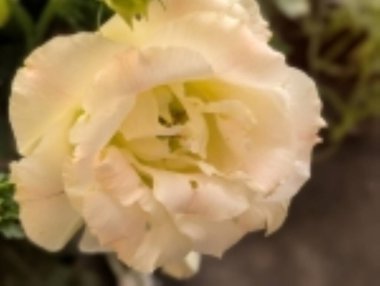 Siyah arka planda güzel bir mutluluk.