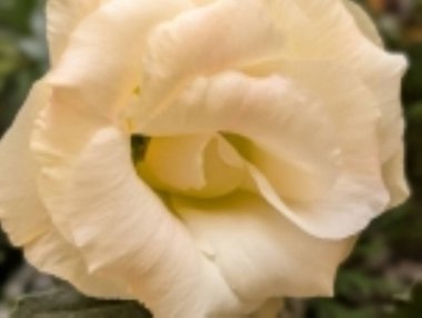 Siyah arka planda güzel bir mutluluk.