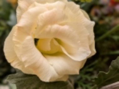 Yeşil yaprakların ve renkli çiçeklerin arasında açan beyaz gül