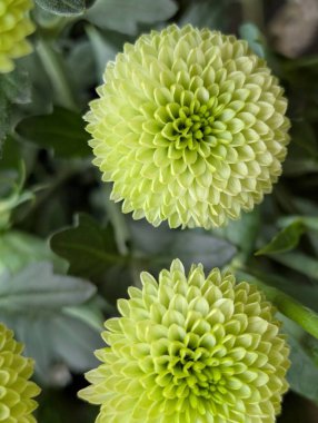 Canlı yeşil dalya çiçeklerinin yakın görüntüsü