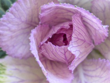 Yapraklarla açan güzel pembe çiçekleri yakından çek.