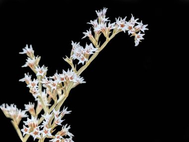 Koyu arkaplanda güzel çiçekler, yaz konsepti, yakın görüş        