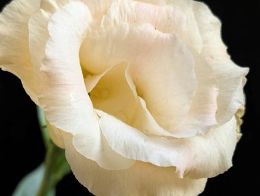 Beyaz Eustoma çiçeklerini kapatın. Kapatın. 