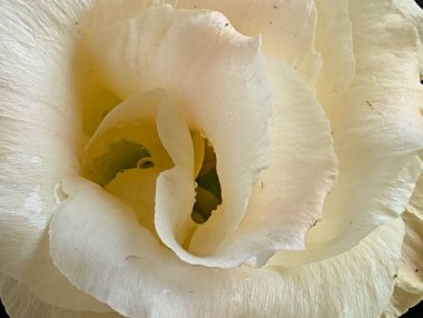 Beyaz Eustoma çiçeklerini kapatın. Kapatın. 