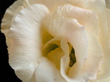 Beyaz Eustoma çiçeklerini kapatın. Kapatın. 