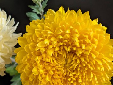 Sarı kasımpatı siyah arkaplanı kapat 