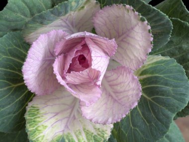 yeşil ve pembe yapraklı lahana