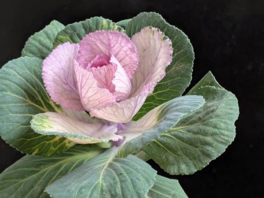 yeşil ve pembe yapraklı lahana