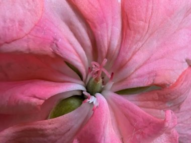 Narin pembe çiçek yaprakları güzelce açılır.