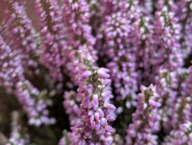 Yakın planda çiçek açan küçük mor çiçek kümeleri