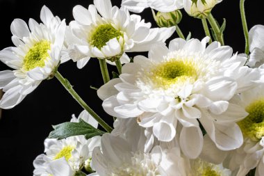 Kasımpatı çiçeklerini siyah arkaplanda kapat 