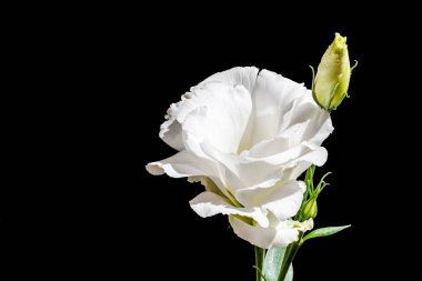 Küçük yeşil tomurcuğun yanında açan beyaz gül.