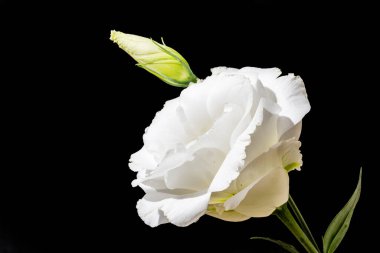 Östoma çiçeklerini siyah arkaplanda kapat 