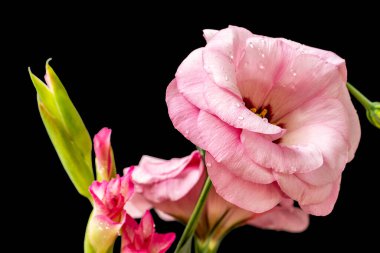 Koyu arkaplanda güzel çiçekler, yaz konsepti, yakın görüş        