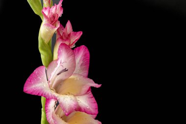 Siyah arka planda pembe gladioli çiçekleri. 