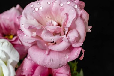 Su damlacıklarıyla kaplı pembe çiçek yaprakları.