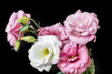 Östoma çiçeklerini siyah arkaplanda kapat 