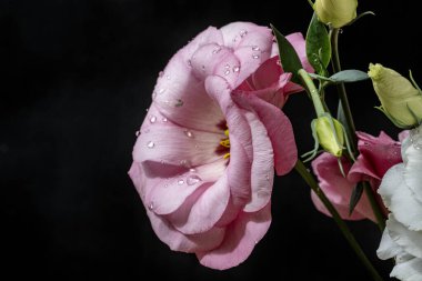 Östoma çiçeklerini siyah arkaplanda kapat 