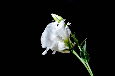 Östoma çiçeklerini siyah arkaplanda kapat 