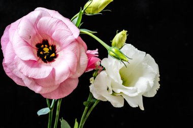 Östoma çiçeklerini siyah arkaplanda kapat 