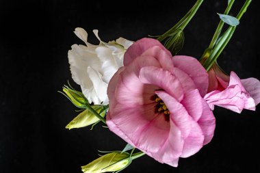 Östoma çiçeklerini siyah arkaplanda kapat 