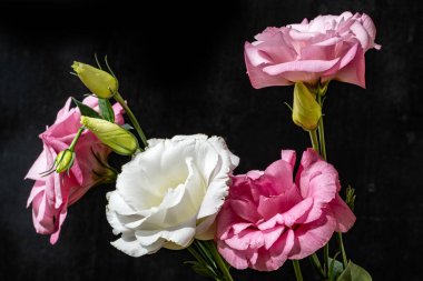 Östoma çiçeklerini siyah arkaplanda kapat 