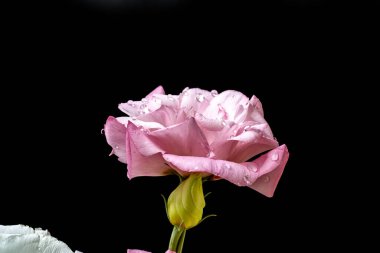 Östoma çiçeklerini siyah arkaplanda kapat 