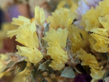 Limonyum sinuatum renkli çiçekler yaklaşır 