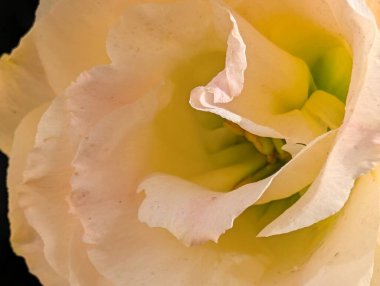 Nazik soluk pembe çiçek yapraklarının yakınına.