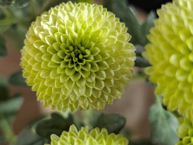 Güzel kasımpatı çiçekleri yakın çekim 