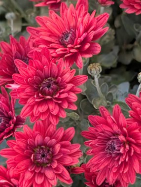 Güzel kasımpatı çiçekleri yakın çekim 