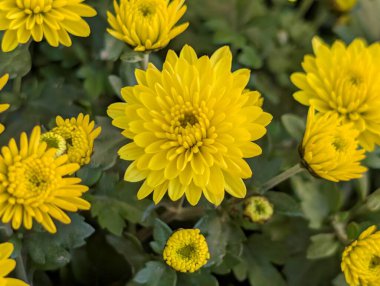 Güzel kasımpatı çiçekleri yakın çekim 