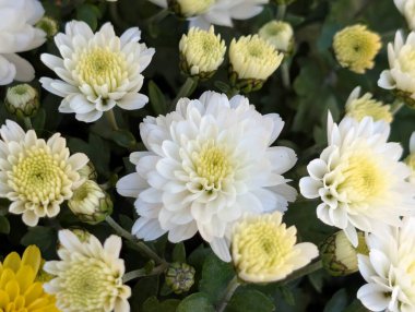 Güzel kasımpatı çiçekleri yakın çekim 