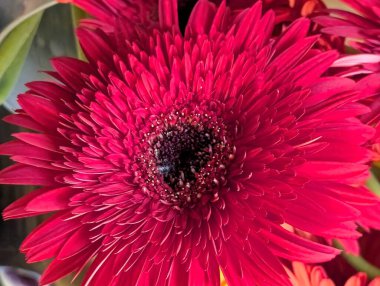 Bulanık arkaplanda güzel Gerbera çiçeği 