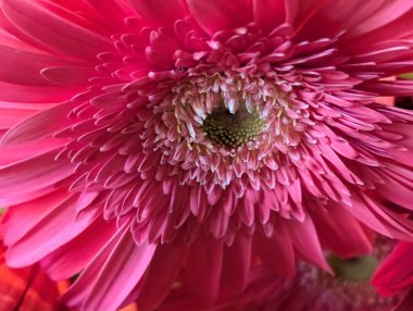 Bulanık arkaplanda güzel Gerbera çiçeği 