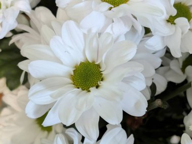 Çiçek düzeninde açmakta olan beyaz papatyalar.