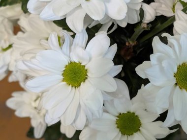 White flowers blooming with green centers in closeup view
