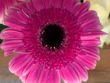 Bulanık arkaplanda güzel Gerbera çiçeği 