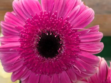 Bulanık arkaplanda güzel Gerbera çiçeği 