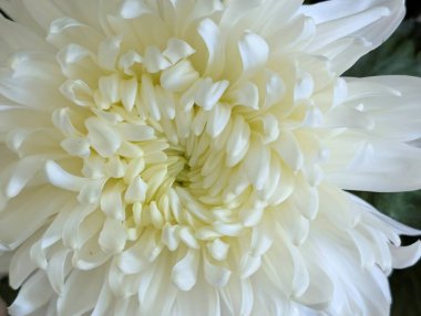 Güzel kasımpatı çiçeği, çiçekli duvar kağıdı, kapat.       