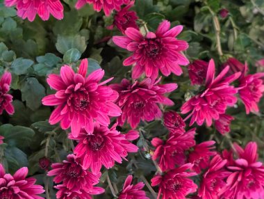 Güzel kasımpatı çiçekleri yakın çekim 